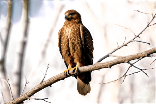 coopers hawk,redtail hawk,yellow billed kite,cooper's hawk,harris's hawk,crested hawk-eagle,broad winged hawk,red tail hawk,red-tailed hawk,red shouldered hawk,desert buzzard,black kite,red tailed hawk,redtail,northern harrier,steppe eagle,bussard,ferruginous hawk,changeable hawk-eagle,brahminy kite,Illustration,Realistic Fantasy,Realistic Fantasy 40