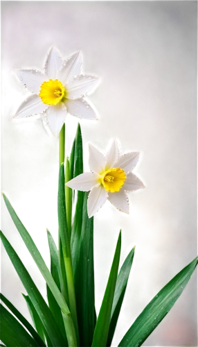 garden star of bethlehem,zephyranthes,narcissus,iridaceae,star of bethlehem,easter lilies,daffodils,jonquils,spring flowers,spring bloomers,shasta daisy,spring flower,daff,daffyd,narcissus of the poets,narcissus pseudonarcissus,linanthus,narciso,tulipa,white daisies,Photography,Documentary Photography,Documentary Photography 02