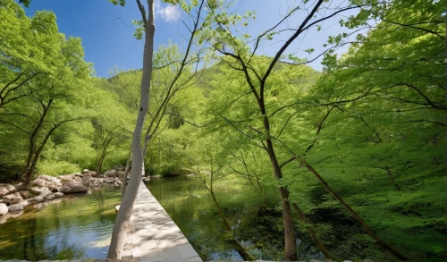 hanging bridge,bosne,plitvice,cahaba,gorges of the danube,green trees with water,background view nature,harpeth,nantahala,wissahickon,aaaa,suspension bridge,acequia,decebalus,danube gorge,banias,king decebalus,green forest,nature background,casilli,Photography,General,Realistic