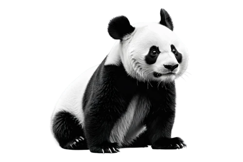 panda,beibei,pandua,pancham,pandjaitan,pandeli,baoan,pandera,giant panda,pandari,pandurevic,pandi,pandolfo,panduru,lun,pandher,pandith,pandita,pandur,kawaii panda,Conceptual Art,Fantasy,Fantasy 02
