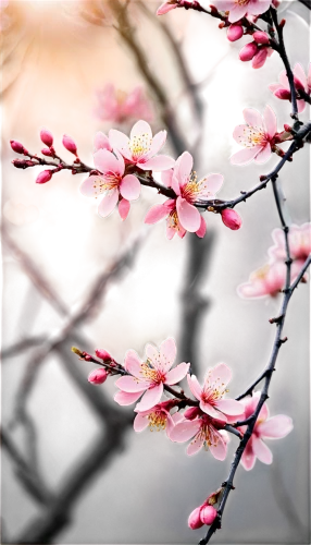 plum blossoms,plum blossom,japanese floral background,apricot blossom,apricot flowers,japanese cherry blossoms,japanese cherry blossom,spring blossom,japanese sakura background,the plum flower,sakura flowers,spring blossoms,sakura blossoms,peach blossom,cherry blossoms,blossoms,cherry blossom branch,japanese cherry,sakura flower,almond blossom,Illustration,Realistic Fantasy,Realistic Fantasy 46