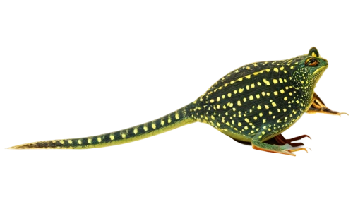 pelophylax,sarcopterygian,leiothrichidae,asclepiodotus,restoration,iguanidae,taittiriya,hypsilophodon,dendrobatidae,paramyxoviridae,abelisaurid,ameiva,psittacosaurus,siripala,tyrannidae,hemidactylus,varanus,zaurus,tegu,telmatobius,Conceptual Art,Sci-Fi,Sci-Fi 14