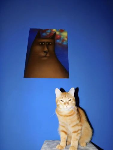 cat on a blue background,abyssinian,minurcat,cat image,sphinx,cat frame,the sphinx,ramesses,coffy,abyssinian cat,my cat,poseable,abyssinians,photo painting,sphinx pinastri,my beloved cat,firestar,cat portrait,pferdeportrait,claymation