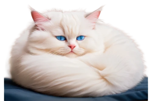 fluffernutter,white cat,blue eyes cat,fat cat,cat with blue eyes,himalayan persian,rotund,snowbell,cute cat,ragdoll,real marshmallow,cat on a blue background,cat image,snowball,puffball,breed cat,catroux,roundness,pillowy,marshmallow,Illustration,Japanese style,Japanese Style 05