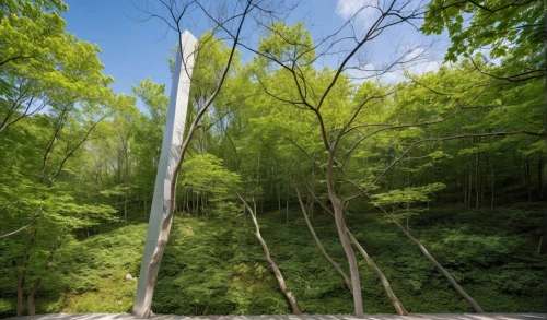 beech forest,wissahickon,matthiessen,metroparks,rope swing,castlewood,deciduous forest,phyllostachys,nantahala,longbows,ramapough,metropark,forest dieback,bamboo forest,hanging bridge,beech trees,dcnr,mississinewa,chedoke,maibaum,Photography,General,Realistic