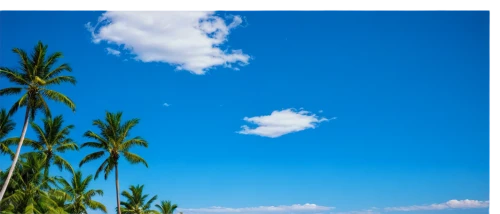 coconut tree,bluesky,blue sky,blue sky and white clouds,blue sky clouds,blue sky and clouds,summer sky,coconut trees,cloudless,single cloud,coconut palm tree,coconut palms,skydrive,fuvahmulah,tailevu,clear sky,blue hawaii,coconut palm,kurumba,polarizer,Art,Classical Oil Painting,Classical Oil Painting 22