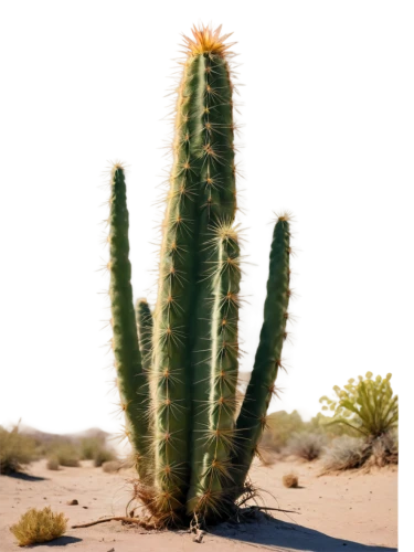 desert plant,cactus digital background,desert plants,cactus,organ pipe cactus,cactuses,sonoran desert,cacti,desert background,desert flower,desert desert landscape,desert landscape,capture desert,cylindropuntia,saguaros,prickly pear,xerophytic,desert,saguaro,sonoran,Illustration,Children,Children 01