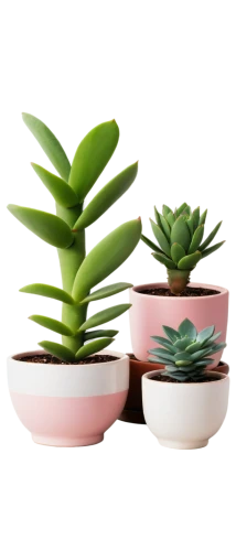 potted plants,houseplants,succulent plant,succulents,plants in pots,house plants,small plants,hostplants,plantes,little plants,potted plant,plants,green plants,plantlets,houseplant,hostplant,cactus digital background,pot plant,beautiful succulents,tube plants,Art,Artistic Painting,Artistic Painting 06