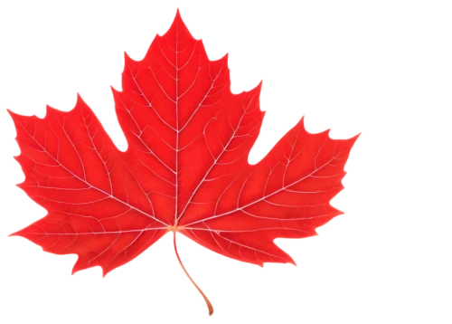 maple leaf red,red maple leaf,leaf background,yellow maple leaf,maple leave,red leaf,maple leaves,maple foliage,maple bush,pancanadian,spring leaf background,cdn,maple shadow,canada,canadiense,canadia,canadienne,canadense,pointed-leaved maple,canadian,Illustration,Abstract Fantasy,Abstract Fantasy 08