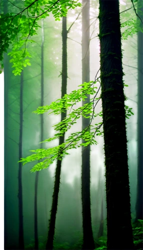 foggy forest,green forest,coniferous forest,germany forest,forest background,forested,fir forest,forest,beech forest,mixed forest,forest landscape,forests,forestland,deciduous forest,the forest,spruce forest,bavarian forest,wald,nature background,forest tree,Illustration,Retro,Retro 07