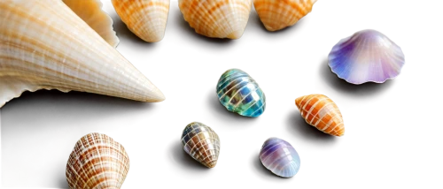 watercolor seashells,shells,seashells,cowries,spiny sea shell,blue sea shell pattern,gradient mesh,wavefronts,sea shell,wavelet,denticles,seashell,wavelets,generative,micromollusks,sea shells,fluted,in shells,deformations,shell,Illustration,Retro,Retro 03