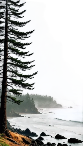 raincoast,ucluelet,heceta,ruby beach,coastal landscape,esalen,pacific coastline,sooke,pemaquid,watercolor pine tree,olympic peninsula,spyglass,salishan,beach landscape,buccinum,vancouver island,bathsheba,norfolk island pine,coastline,colwood,Conceptual Art,Oil color,Oil Color 13