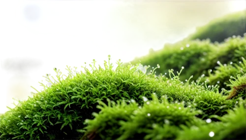 forest moss,moss landscape,bryophyte,bryophytes,tree moss,sporophytes,sporophyte,moss,clubmoss,liverwort,liverworts,background bokeh,mossy,mosses,green wallpaper,moss saxifrage,fir forest,greenery,green forest,depth of field,Conceptual Art,Oil color,Oil Color 06