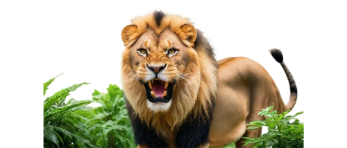 panthera leo,male lion,african lion,tigon,female lion,leonine,magan,lion,chandernagore,tigar,male lions,aslan,king of the jungle,tigr,ranan,forest king lion,panthera,simha,lionni,kion,Illustration,Paper based,Paper Based 15