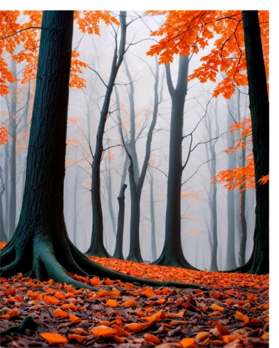 autumn forest,beech trees,autumn background,beech forest,deciduous forest,germany forest,foggy forest,autumn fog,mixed forest,forest landscape,autumn trees,autumn landscape,autumn scenery,forest floor,chestnut forest,fallen leaves,fairytale forest,beech leaves,european beech,forest background,Illustration,American Style,American Style 09