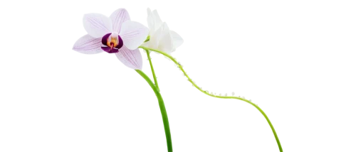 grape-grass lily,grass lily,flowers png,grass blossom,butterwort,stylidium,orchid flower,orchidaceae,blooming grass,flower illustration,flower illustrative,tulip background,flower background,orchid,utricularia,caladenia,small flower,spring onion,spring flower,flower wallpaper,Illustration,American Style,American Style 11