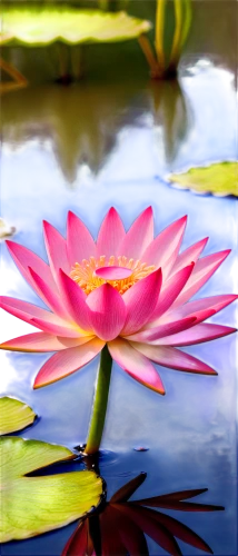 lotus on pond,pink water lily,water lily flower,water lotus,blooming lotus,pond flower,water lily,waterlily,large water lily,flower of water-lily,water lilly,lotus pond,lotus flowers,pink water lilies,lotus blossom,lotus flower,giant water lily,lotus,lotus ffflower,lotus png,Illustration,Black and White,Black and White 31