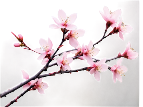 plum blossoms,plum blossom,the plum flower,apricot blossom,apricot flowers,peach blossom,almond blossom,almond blossoms,japanese cherry,japanese cherry blossom,prunus,almond flower,cherry blossom branch,spring blossom,japanese cherry blossoms,takato cherry blossoms,sakura cherry tree,pink cherry blossom,sakura flower,cherry blossom,Illustration,Retro,Retro 09