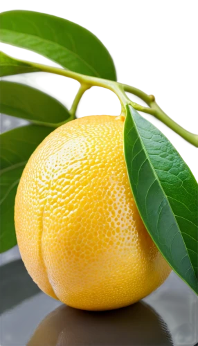 lemon background,lemon wallpaper,lemon - fruit,lemon tree,slice of lemon,lemon,citrus,half slice of lemon,poland lemon,lemon pattern,lemon half,limonene,lemon tea,defend,lemon lemon,yuzu,yellow fruit,satsuma,citron,juicy citrus,Illustration,Retro,Retro 08