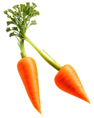 carrots,carotenoids,carrothers,carrot pattern,carrot,verduras,carrols,carotene,carrott,carrola,carota,carotenoid,colorful vegetables,vegetables landscape,carrot juice,carrot salad,vegetable outlines,juglandaceae,veg,vegetable,Photography,Fashion Photography,Fashion Photography 10