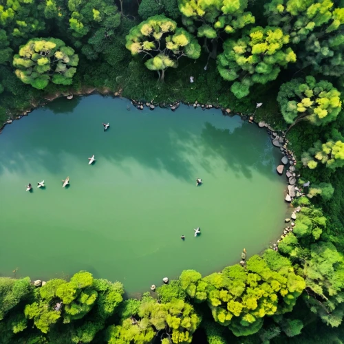 artificial islands,floating islands,floating over lake,volcanic lake,acid lake,a small lake,green water,lotus pond,mushroom island,floating island,lilly pond,crater lake,lily pond,eutrophication,duckweed,lily pads,volcanic crater,people fishing,pond,azolla,Photography,Documentary Photography,Documentary Photography 30