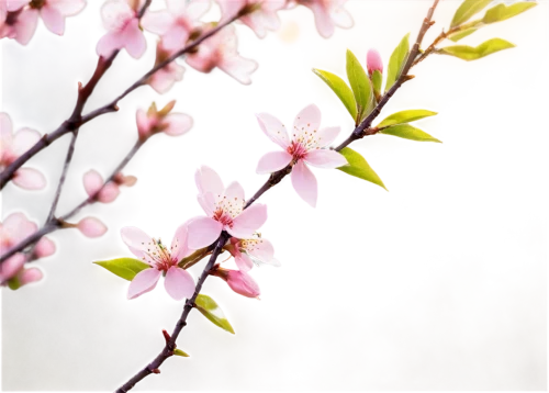 spring background,cherry blossom branch,spring blossom,plum blossoms,spring blossoms,japanese cherry,sakura cherry tree,cherry branches,apricot blossom,plum blossom,japanese cherry blossom,japanese sakura background,sakura flowers,japanese cherry blossoms,hanami,sakura blossoms,springtime background,sakura flower,cold cherry blossoms,cherry tree,Illustration,American Style,American Style 11
