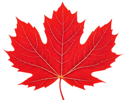 maple leaf red,red maple leaf,yellow maple leaf,leaf background,red leaf,maple foliage,maple leave,maple leaves,pointed-leaved maple,leaf maple,maple bush,maple shadow,spring leaf background,fan leaf,canada,golden leaf,leafed,red leaves,maple tree,leafcutter,Conceptual Art,Sci-Fi,Sci-Fi 06