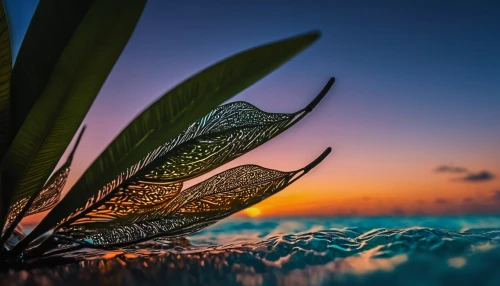 flower in sunset,tropical leaf,water lily leaf,early morning dew,full hd wallpaper,magnolia leaf,palm leaves,palm lily,windows wallpaper,aloe,morning dew,coconut leaf,palm leaf,aquatic plant,tropical leaf pattern,feather on water,water plants,aloe vera leaf,seagrass,dew drops,Photography,General,Fantasy