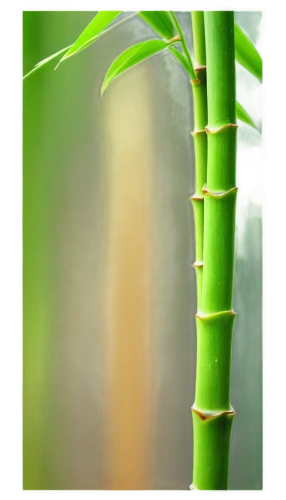 bamboo plants,bamboo,hawaii bamboo,bamboos,bamboo curtain,bamboo forest,black bamboo,bamboo frame,phyllostachys,palm leaf,bamboo flute,lemongrass,lucky bamboo,equisetum,green wallpaper,palm fronds,sugarcane,arecaceae,horsetail,palm leaves,Illustration,Black and White,Black and White 08
