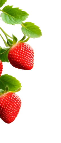 strawberry tree,strawberry plant,red berries,berries,strawberries,red strawberry,chili berries,red fruits,fragaria,berry fruit,strawberry ripe,raspberry leaf,litchi,wolfberries,watermelon background,strawberry flower,berries fruit,fruits plants,strawberry,red berry,Unique,3D,Toy