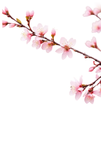 cherry blossom branch,japanese sakura background,sakura branch,sakura flower,sakura tree,sakura blossoms,sakura flowers,sakura cherry tree,plum blossoms,sakura background,sakura blossom,plum blossom,japanese floral background,japanese cherry blossom,cherry branches,pink cherry blossom,japanese cherry blossoms,cherry blossom tree,japanese carnation cherry,apricot blossom,Illustration,Retro,Retro 19