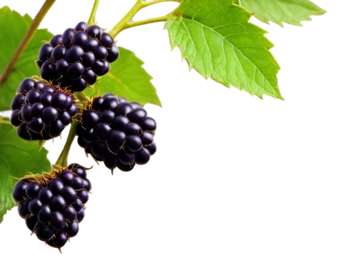 black berries,black currants,blackberries,blackcurrants,moras,elder berries,wild berries,elderberry,black currant,elderberries,beautyberry,berries,blackberrys,blackcurrant,mulberries,berry fruit,currant berries,rubus,ripe berries,boysenberry,Conceptual Art,Sci-Fi,Sci-Fi 02