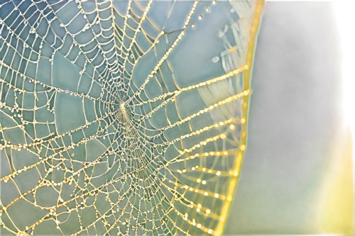 spider silk,morning dew in the cobweb,spider's web,web,spider web,spiderweb,cobweb,cobwebbed,webbed,spiderwebs,webs,cobwebs,web element,spider net,gossamer,spidery,webbing,argiope,webcrawler,spider network,Art,Artistic Painting,Artistic Painting 34