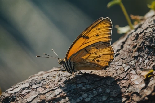 euphydryas,orange butterfly,brown sail butterfly,butterfly isolated,forewing,charaxes,lycaena,gulf fritillary,hairstreak,lycaena phlaeas,french butterfly,dryas julia,isolated butterfly,bandhavgarh,amur adonis,monarch butterfly,ulysses butterfly,silver-washed fritillary,adelidae,antheraea,Photography,Documentary Photography,Documentary Photography 01
