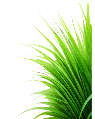 palm leaf,green wallpaper,grass fronds,palm tree vector,palm fronds,palm leaves,green background,cyperus,sweet grass plant,long grass,palm branches,feather bristle grass,wheatgrass,tropical leaf,palmtree,palm pasture,ornamental grass,coconut leaf,green,citronella,Photography,Black and white photography,Black and White Photography 07