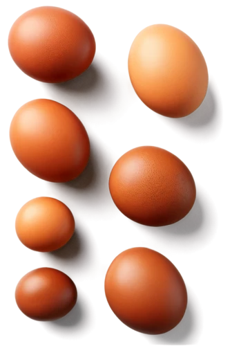 brown eggs,colored eggs,eggs,softgel capsules,chicken eggs,brown egg,the painted eggs,range eggs,painted eggs,egg shells,candy eggs,isolated product image,ellipsoids,gel capsules,easter eggs brown,egg yolks,raw eggs,broken eggs,white eggs,colorful eggs,Illustration,Vector,Vector 09