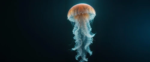lion's mane jellyfish,cnidaria,jellyfish,nauplii,cnidarian,medusae,ctenophores,cnidarians,hydrozoa,artemia,nauplius,flabellina,medusahead,cauliflower jellyfish,cyanea,utricularia,phyllodesmium,polychaetes,ameridata,medullary