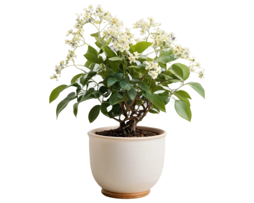 a sprig of white lilac,night-blooming jasmine,star jasmine,white jasmine,flower jasmine,brazilian jasmine,cape jasmine,ligustrum,white lilac,arabian jasmine,farmer's jasmine,potted tree,sand jasmine,night scented jasmine,japanese jasmine,potted plant,trifoliata,albidus,flowers png,container plant,Photography,Black and white photography,Black and White Photography 15