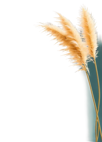 reed grass,ornamental grass,wheat grasses,stipa,needlegrass,spikelets,bromus,long grass,dried grass,elymus,sea oat grass,grasses in the wind,grass fronds,phragmites,grasses,silver grass,hordeum,sweet grass plant,hare tail grasses,feather bristle grass,Illustration,Vector,Vector 11