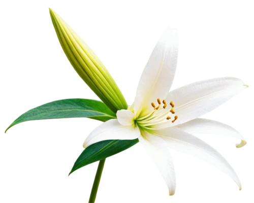 white lily,easter lilies,white flower,delicate white flower,madonna lily,lily flower,flower wallpaper,flowers png,star of bethlehem,flower background,white water lily,lily of the valley,lilies of the valley,garden star of bethlehem,white trumpet lily,grass lily,lilly of the valley,white cosmos,hymenocallis,lily of the field,Conceptual Art,Sci-Fi,Sci-Fi 20