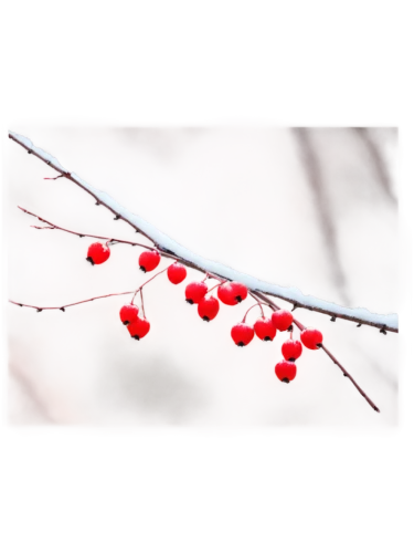 mountain ash berries,rowanberry,winterberry,red berries,cherry branch,rowan berries,currant branch,holly berries,cherry branches,accoceberry,rose hip berries,chili berries,rosehip berries,mistletoe berries,elder berries,currant berries,henneberry,ripe berries,goose berries,cherry twig,Art,Artistic Painting,Artistic Painting 27