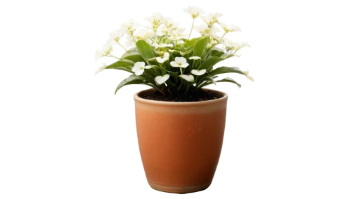 terracotta flower pot,potted plant,flowerpot,flower vase,night-blooming jasmine,plant pot,flower pot,golden candle plant,container plant,lantern plant,muguet,copper vase,saxifraga,miracle lamp,potted flowers,hostplant,lily of the desert,arabian jasmine,saxifrage,small plant,Illustration,Abstract Fantasy,Abstract Fantasy 11