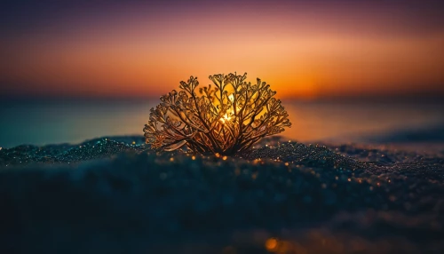 frozen morning dew,the first frost,isolated tree,winter magic,winter tree,morning frost,ice landscape,hoarfrost,winter light,small tree,frost bubble,first light,ground frost,winter background,frost,frostiness,winter dream,frozen ice,lone tree,glow of light,Photography,General,Fantasy