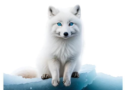 white fox,atka,arctic fox,samoyedic,white wolves,wolpaw,lumi,aleu,howling wolf,icea,patronus,loup,constellation wolf,wolfsangel,wolfed,aegir,canidae,wolf,samoyed,white dog,Illustration,Vector,Vector 06
