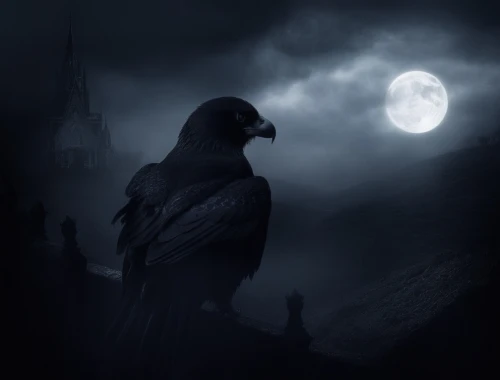 nocturnal bird,nevermore,black raven,raven bird,king of the ravens,corvidae,ravenloft,black crow,raven,calling raven,dark gothic mood,ravens,dark angel,nocturnals,corvid,moonsorrow,jackdaw,nightwatchman,birds of prey-night,crows,Illustration,Realistic Fantasy,Realistic Fantasy 46