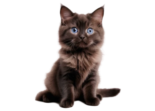cat on a blue background,blue eyes cat,cat with blue eyes,cat vector,jayfeather,bluestar,ravenpaw,siamese cat,brambleclaw,graystripe,russian blue cat,cat portrait,krita,moppet,pet portrait,breed cat,portrait background,cartoon cat,windclan,suara,Illustration,Black and White,Black and White 01