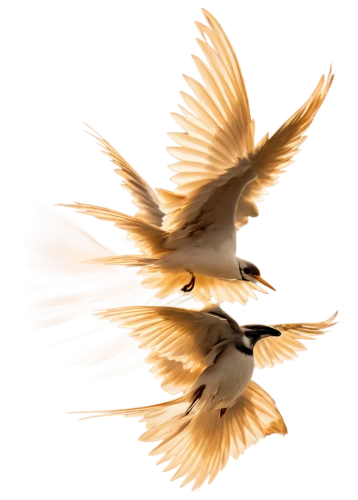 crested terns,fairy tern,sandwich tern,royal tern,tropicbirds,silver tern,tern bird,bushshrikes,flying tern,little tern,birds in flight,terns,arctic tern,shrikes,tern,flycatchers,sparrows,tropicbird,doves of peace,butcherbirds,Art,Artistic Painting,Artistic Painting 08