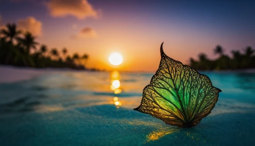 suspended leaf,butterfly isolated,tropical butterfly,flower in sunset,full hd wallpaper,isolated butterfly,coconut leaf,butterfly swimming,ulysses butterfly,lotus leaf,tropical leaf,water lily leaf,golden leaf,magnolia leaf,feather on water,tree leaf,butterfly background,beech leaf,fallen leaf,ocean paradise,Photography,General,Fantasy