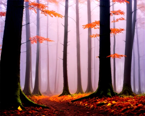 autumn forest,germany forest,foggy forest,autumn background,autumn fog,deciduous forest,mixed forest,autumn scenery,fallen leaves,forest path,beech trees,beech forest,autumn walk,forest landscape,haunted forest,forest,autumn trees,forest background,fairytale forest,forest floor,Illustration,Black and White,Black and White 14