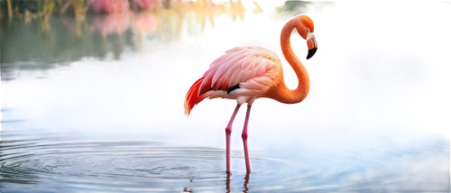 greater flamingo,pink flamingo,flamingo,two flamingo,flamingo couple,roseate spoonbill,phoenicopterus,flamingoes,phoenicopteridae,flamingo with shadow,phoenicopteriformes,flamingos,lawn flamingo,pinkwater,pink flamingos,cisne,aquatic bird,botswana bwp,ardea,flamingo pattern,Conceptual Art,Oil color,Oil Color 24